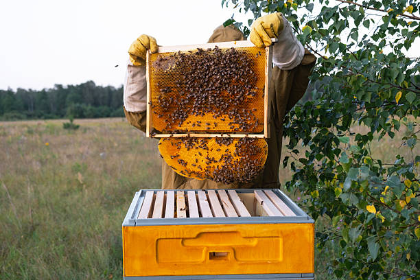 Sustainable Beekeeping Project
